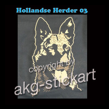 Hollandse Herder 03 Kopfportrait
