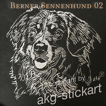 Berner Sennenhund 02