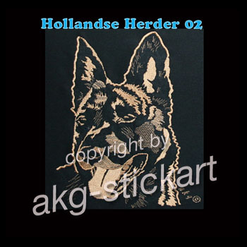 Hollandse Herder 02 Kopfportrait
